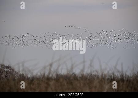 Ein Pump von Schneegänsen - Sacramento NWR Stockfoto