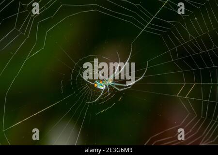 Naples, Florida. Mabel Orchard Orb-Weaver, Leucauge argyrobapta im Botanischen Garten von Neapel. Stockfoto