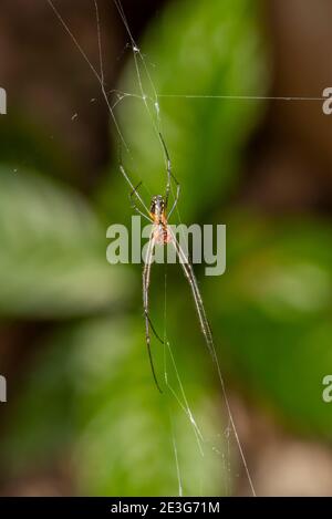 Naples, Florida. Ansicht von unten auf Orchard Orb-Weber Spinne im Botanischen Garten von Neapel. Stockfoto