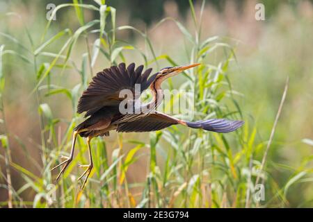 Purpurreiher (Ardea purpurea) Erwachsener beim Start und Fliegen im Schilf, Baden-Württemberg, Deutschland Stockfoto