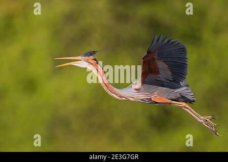 Purpurreiher (Ardea purpurea) Erwachsener im Schilf, Baden-Württemberg, Deutschland Stockfoto