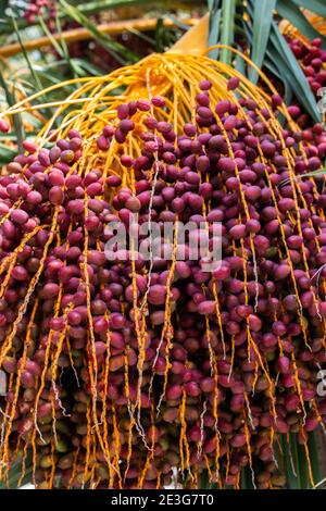 Reife Früchte hängen an der Palme. Tropische Früchte Stockfoto