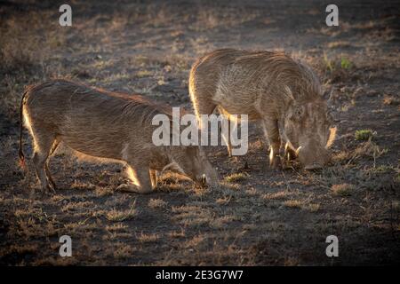 Wilde Warzenschweine in Afrika. Stockfoto
