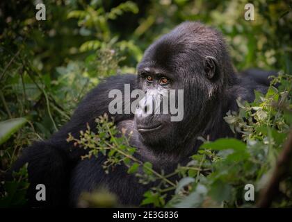 Wild bedrohte Berg-Gorillas in Uganda. Stockfoto