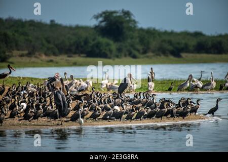 Große Gruppe von Küstenvögeln auf dem Kazinga-Kanal in Afrika. Stockfoto