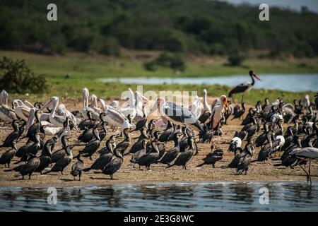 Große Gruppe von Küstenvögeln auf dem Kazinga-Kanal in Afrika. Stockfoto