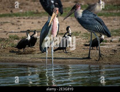 Marabou Störche und andere Küstenvögel in Afrika Stockfoto