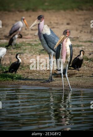 Marabou Störche und andere Küstenvögel in Afrika Stockfoto