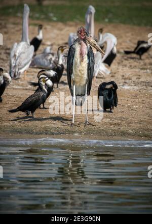 Große Gruppe von Küstenvögeln auf dem Kazinga-Kanal in Afrika. Stockfoto