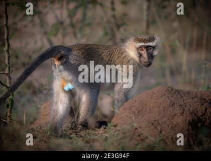 Wilder Vervet Affe in Afrika. Stockfoto