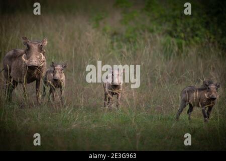 Wilde Warzenschweine in Afrika. Stockfoto