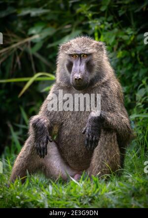 Wilde Erwachsene männliche Olive Baboon in Afrika. Stockfoto