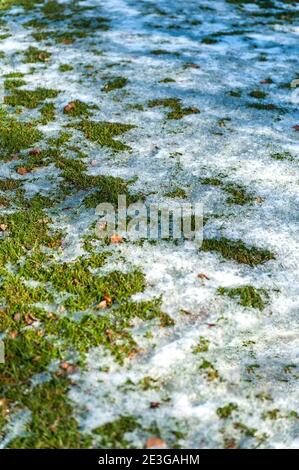 Schmelzender Schnee auf grünem Rasen Stockfoto