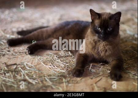 braun und schwarz Fuzzy Katze hängen in einer Scheune Stockfoto