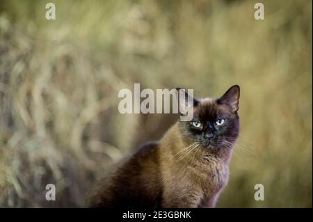 braun und schwarz Fuzzy Katze hängen in einer Scheune Stockfoto