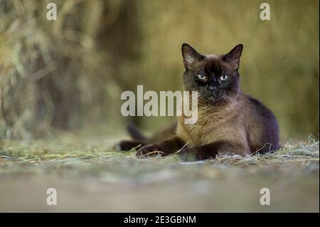 braun und schwarz Fuzzy Katze hängen in einer Scheune Stockfoto