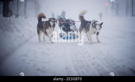 Huskies spielen im Schnee während des Wintersturms Stockfoto