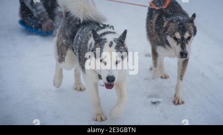 Huskies spielen im Schnee während des Wintersturms Stockfoto