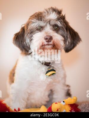 Hundeporträts mit Persönlichkeit Stockfoto