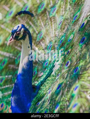 Pfau mit blauem Hals und metallisch grünem Körper Stockfoto