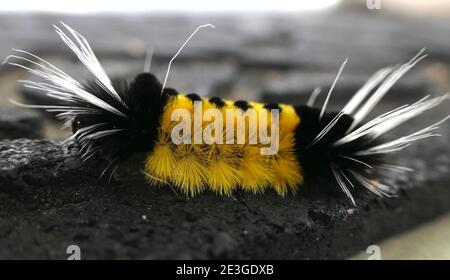 Dramatische gelb-schwarz gepunktete Tussock-Motte Raupe. Nahaufnahme macroTiger Motten Stockfoto