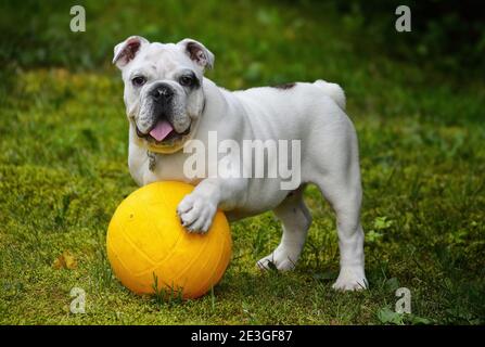 Schwarz und weiß Englisch oder British Bulldog Hund für Ein Spaziergang springt und fängt den Ball auf dem Gras Stockfoto