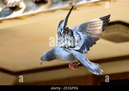 Bewegungsszene von Felstaube Fliegen in der Luft isoliert Im Hintergrund Stockfoto