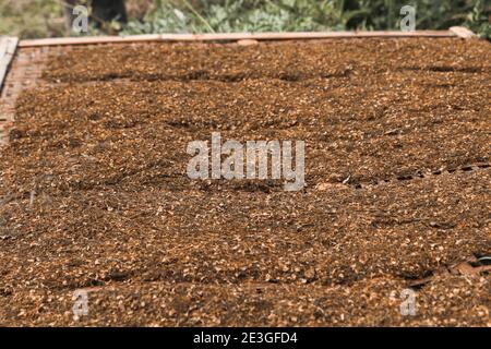 Gehackte reife Tabakblätter angeordnet auf einem gewebten Bambus in der Sonne getrocknet werden, um zu trocknen. Stockfoto