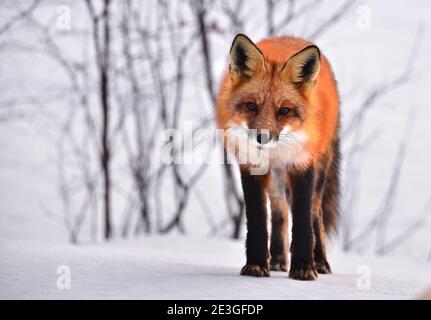 Fox Vorderansicht in kalten Winterlandschaft leckt ihre Nase und langsam zu Fuß, Vulpes vulpes Stockfoto