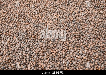 Getrocknete Robusta Kaffeebohne Kirsche mit Gewächshaus Solar Trocknungssystem. Trocken mit natürlichen Prozess. Stockfoto