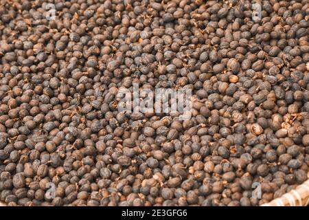 Getrocknete Robusta Kaffeebohne Kirsche mit Gewächshaus Solar Trocknungssystem. Trocken mit natürlichen Prozess. Stockfoto