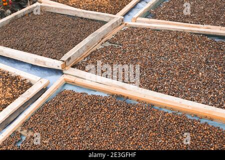 Getrocknete Robusta Kaffeebohne Kirsche mit Gewächshaus Solar Trocknungssystem. Trocken mit natürlichen Prozess. Stockfoto