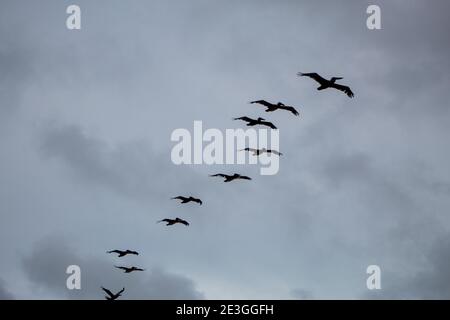 Vögel im Flug über uns Stockfoto