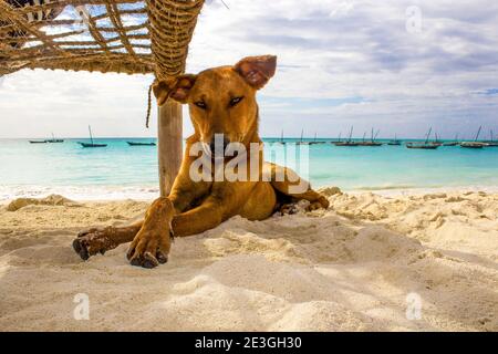 Hund am Strand Stockfoto