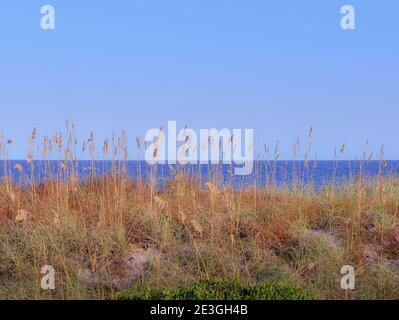 Ein beruhigender Blick durch die Seegräser auf den Dünen mit Blick auf den Atlantik vom Fernandina Beach, auf Amelia Island, FL, USA Stockfoto