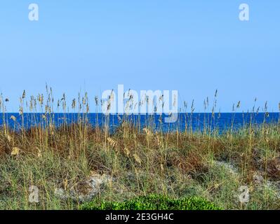 Ein beruhigender Blick durch die Seegräser auf den Dünen mit Blick auf den Atlantik vom Fernandina Beach, auf Amelia Island, FL, USA Stockfoto