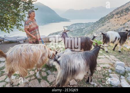 Eine montenegrinische Frau steht mit ihren Ziegen auf dem Bergweg, der an ihrer kleinen Wohnung oberhalb der Bucht von Kotor vorbeiführt. Stockfoto