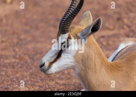 Springbok (Antidorcas marsupialis) Antilope Nahaufnahme Porträt-Profil oder Kopf in der Wildnis erschossen Südafrika Stockfoto