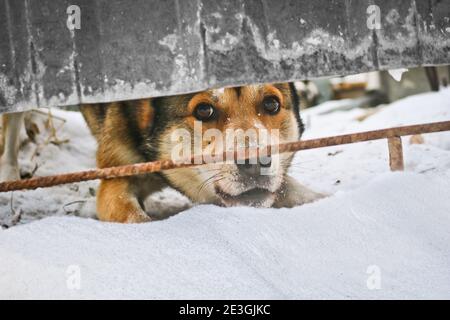 Der Wachhund schaut unter dem Zaun auf die Straße und bellt. Zuverlässiger Wachmann. Porträt eines Tieres. Stockfoto