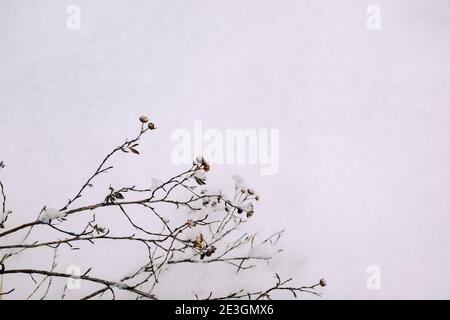 Getrocknete, gefrorene Blumen in einer schneeweißen Schneeverwehung, abstrakter Winterhintergrund Stockfoto