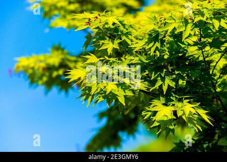 Acer palmatum oder Palm-förmigen Ahorn Knospen im Frühjahr. Blätter von Bäumen auf Sonnenlicht. Stockfoto