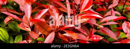 Blätter aus einem Photinia oder Rotkehlchen Busch, geeignet für Hintergrund. Stockfoto