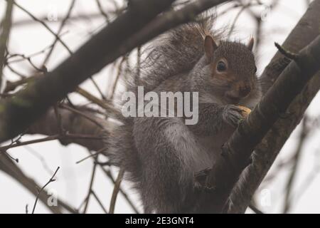 Graues Eichhörnchen essen Nüsse in einem Baum an einem sehr trüben, nassen Tag Stockfoto