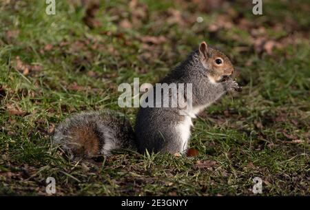 Graues Eichhörnchen, das in einer kleinen Graslichtung isst Stockfoto