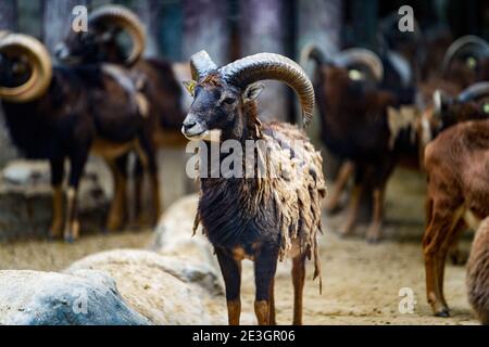 Nahaufnahme einer Bergantilope mit riesigen rotierenden Hörnern Stockfoto