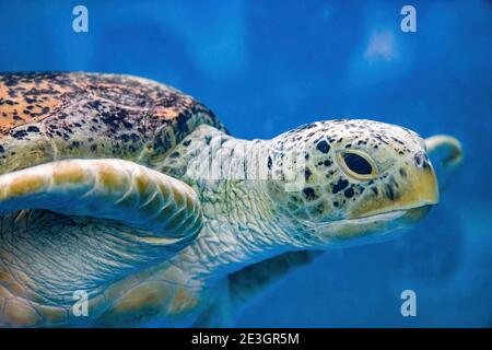 Nahaufnahme einer riesigen Meeresschildkröte, Unterwasserwelt Stockfoto