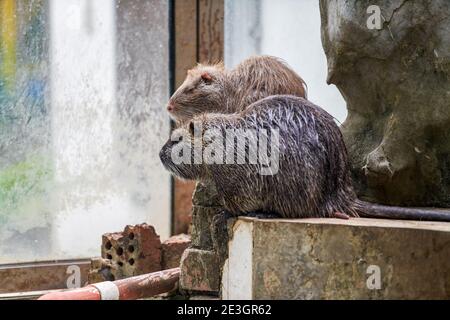 Nutria Nahaufnahme am Ufer im Wasser Stockfoto