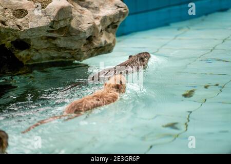 Nutria Nahaufnahme am Ufer im Wasser Stockfoto