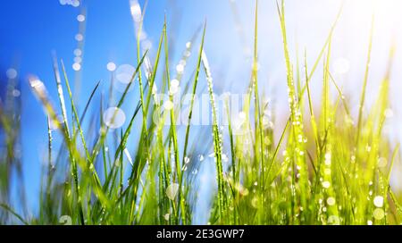 Nahaufnahme frisches grünes Gras Hintergrund in sonnigen Sommertag Stockfoto