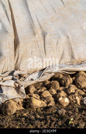 Zuckerrüben, Beta vulgaris werden vorübergehend auf dem Feld in einem Haufen gelagert, bevor sie in die Fabrik kommen. Stockfoto